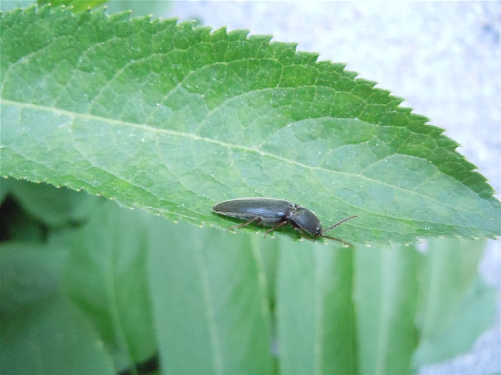 Elateridae: Melanotus sp.